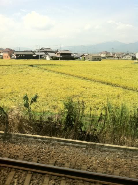 rice field on the way to Mie
