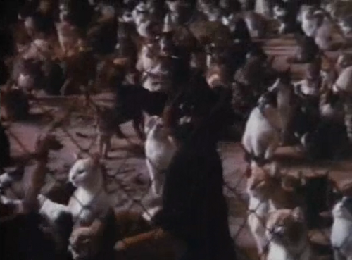 Night Of A 1000 Cats [1972]