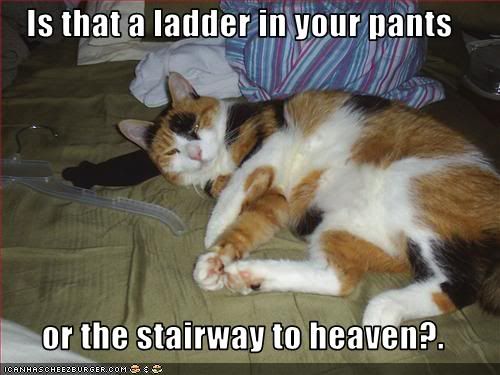 ladder in pants