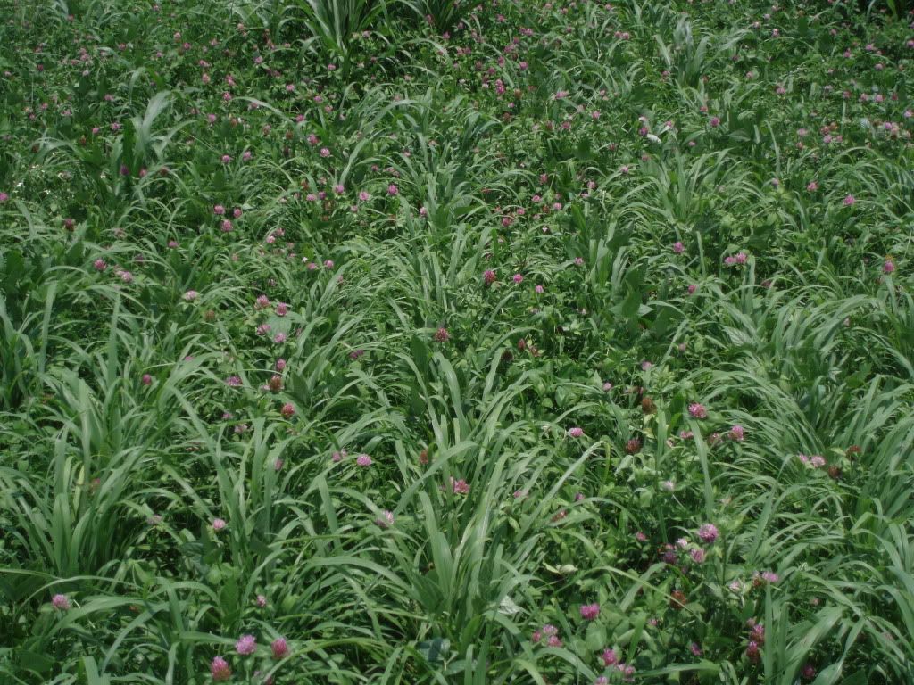 Crimson Clover? Cattle, Cow & Ranching Community