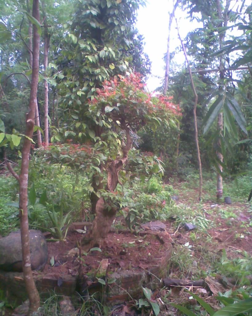 Một cây cảnh lạ- không biết cây gì ? anh em xem giúp