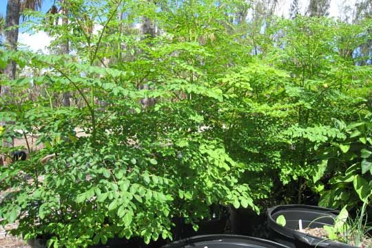 Moringa-oleifera-25-gal.jpg