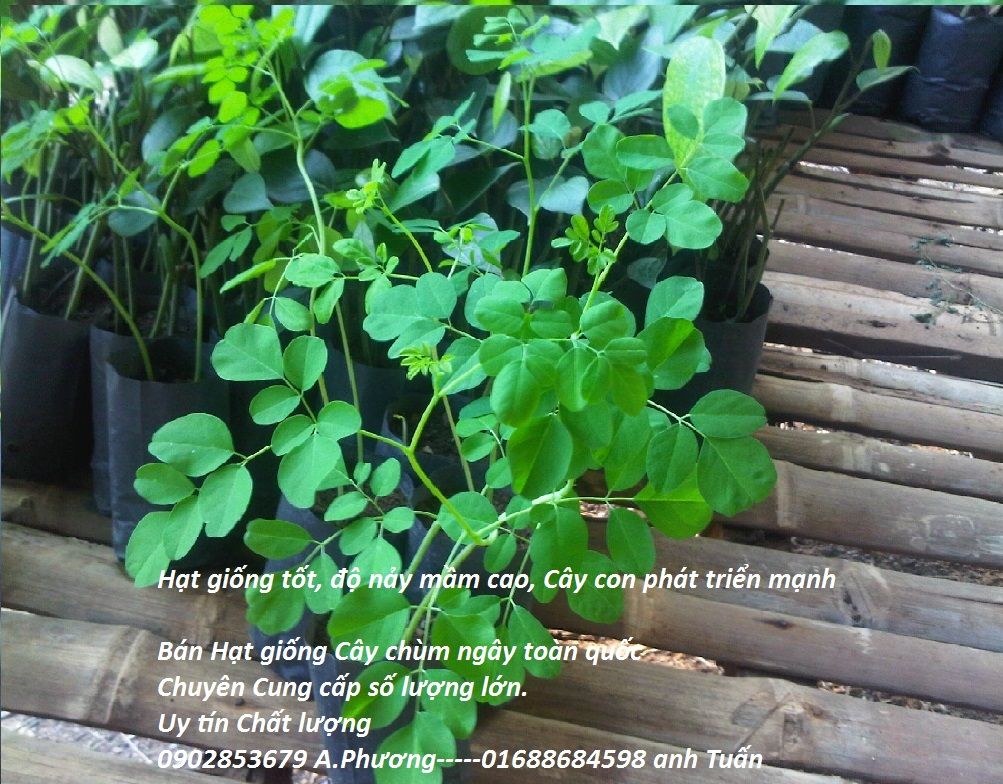 cay-chum-ngay-hat-chum-ngay-moringa_zps058db6de.jpg