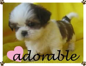 Shih-Tzu.jpg shih tzu image by puppy99