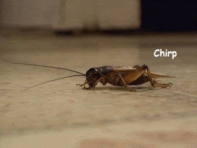 crickets Pictures, Images and Photos
