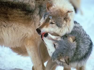 wolves photo: Kissing Wolves kissingwolves400x300.jpg