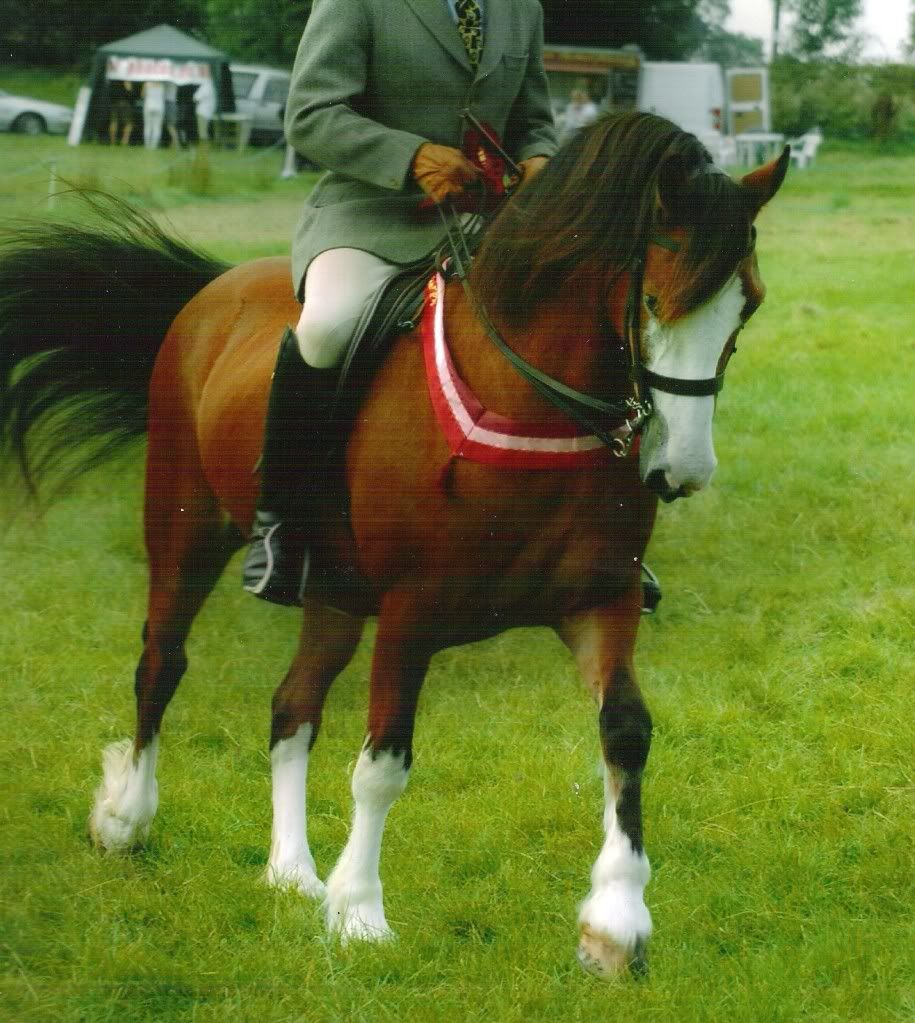 Tips for riding with double reins/pelham New Rider Forum