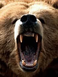 Angry Grizzly