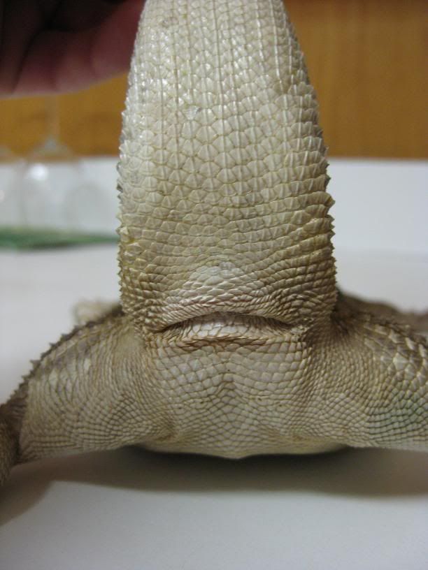 Male or Female Bearded Dragon ???? • Bearded Dragon . org