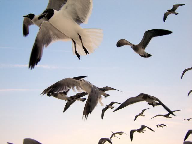 birds1.jpg Gulls in Flight image floatswitch