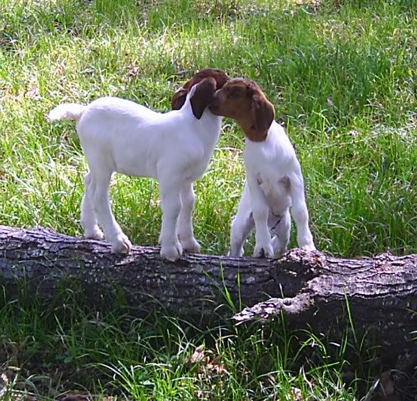 goats.jpg babies image by tiaram2009