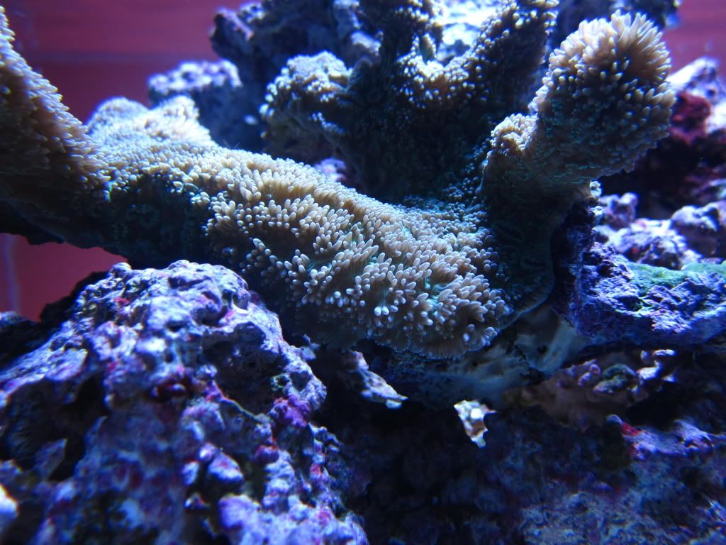 IMG 0966 - BK's 17 Shallow Nano Contest Entry!!!