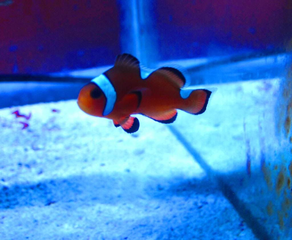 IMG 0992 - BK's 17 Shallow Nano Contest Entry!!!