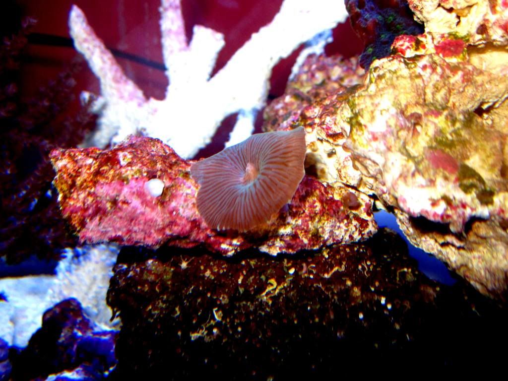 IMG 0999 - BK's 17 Shallow Nano Contest Entry!!!