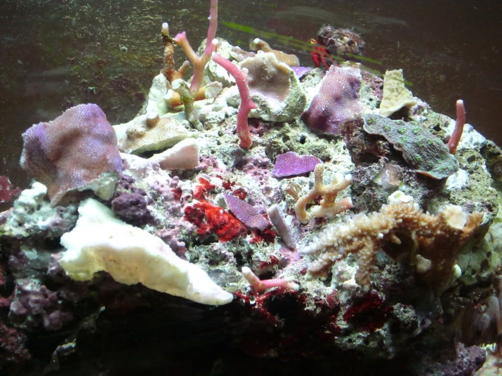 IMG 0627 - Coral Frenzy