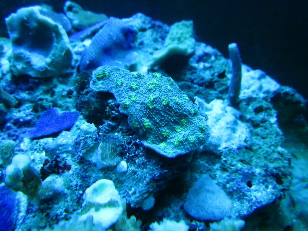 IMG 0632 - Coral Frenzy