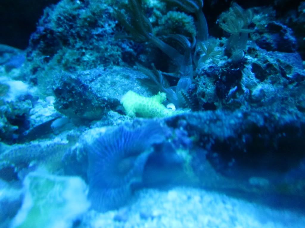 IMG 0633 - Coral Frenzy