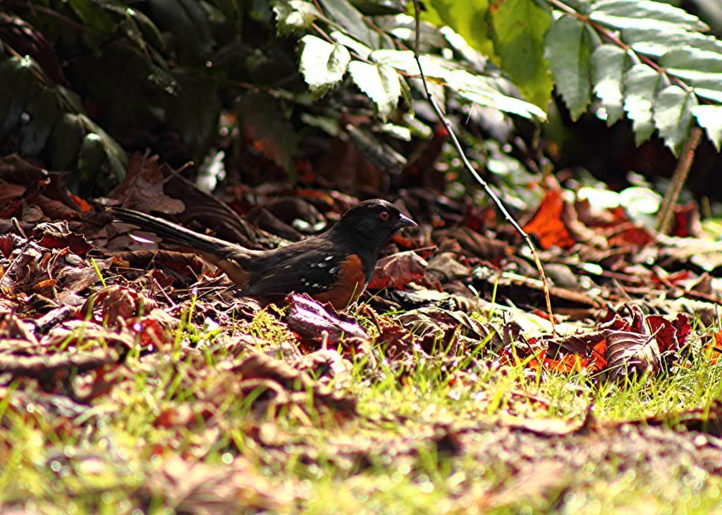 IMAGE: http://i962.photobucket.com/albums/ae110/blacko678/96ab0edf-af05-41fc-a4fc-f4ff16af1642_zps3e27bd69.jpg