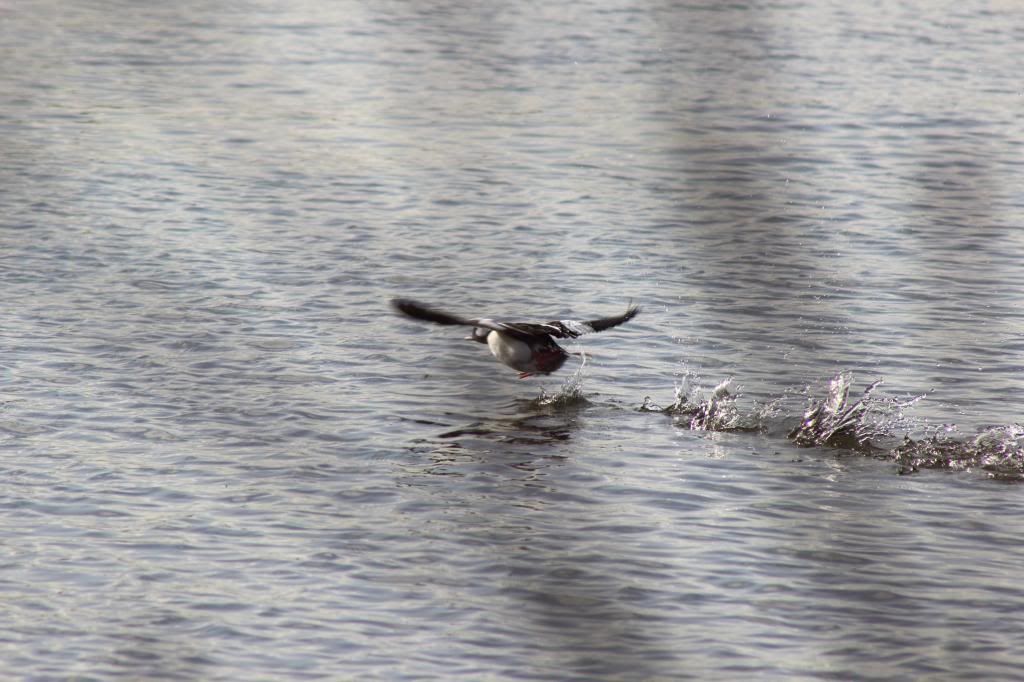 IMAGE: http://i962.photobucket.com/albums/ae110/blacko678/IMG_1556_zpsc4f7897a.jpg