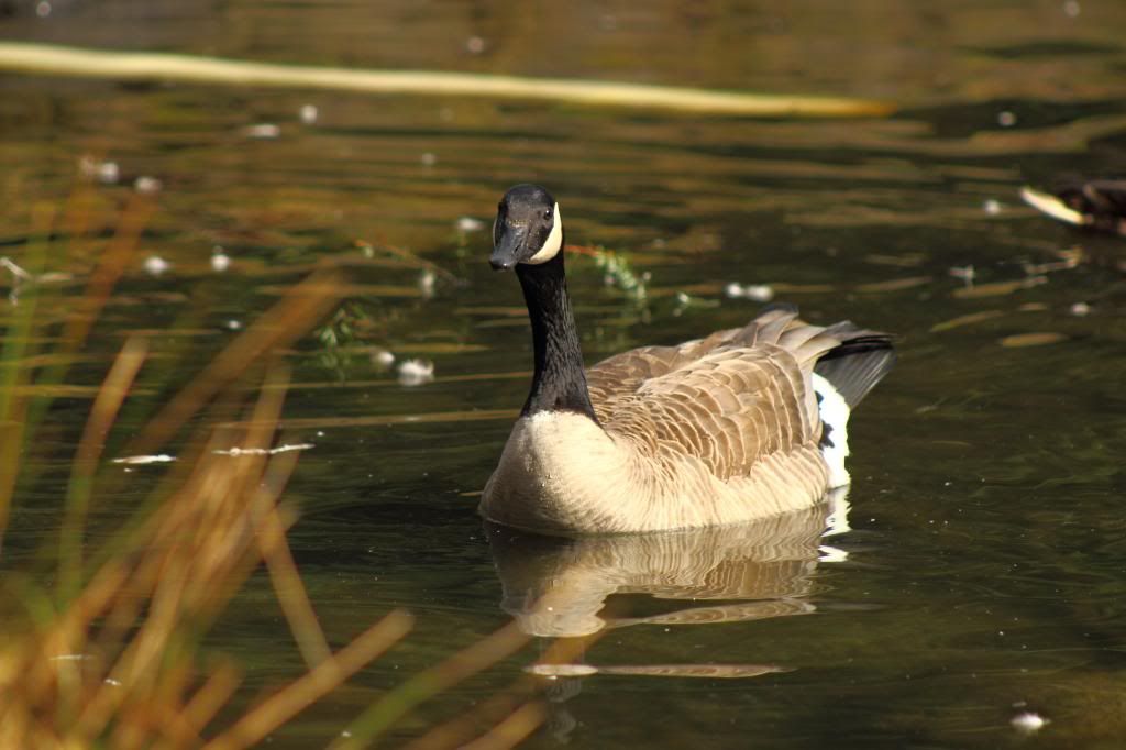 IMAGE: http://i962.photobucket.com/albums/ae110/blacko678/IMG_1929_zps1fffdbf8.jpg