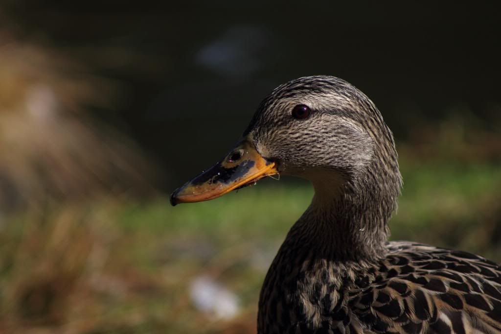 IMAGE: http://i962.photobucket.com/albums/ae110/blacko678/IMG_2012_zpsf40de5b1.jpg