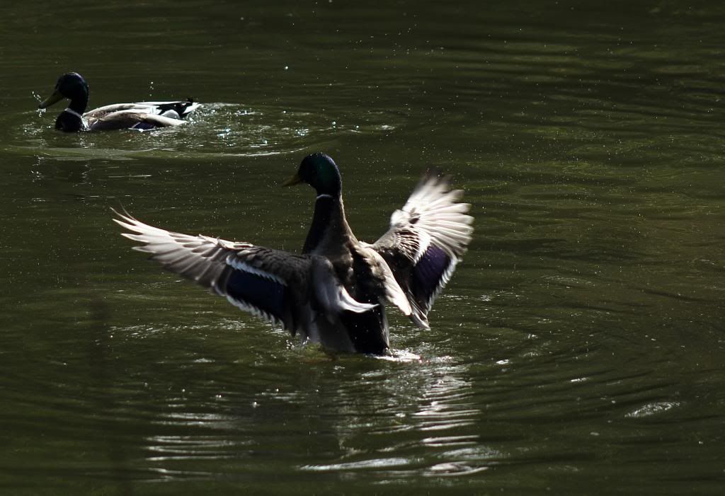 IMAGE: http://i962.photobucket.com/albums/ae110/blacko678/IMG_2025_zps5e4ea833.jpg