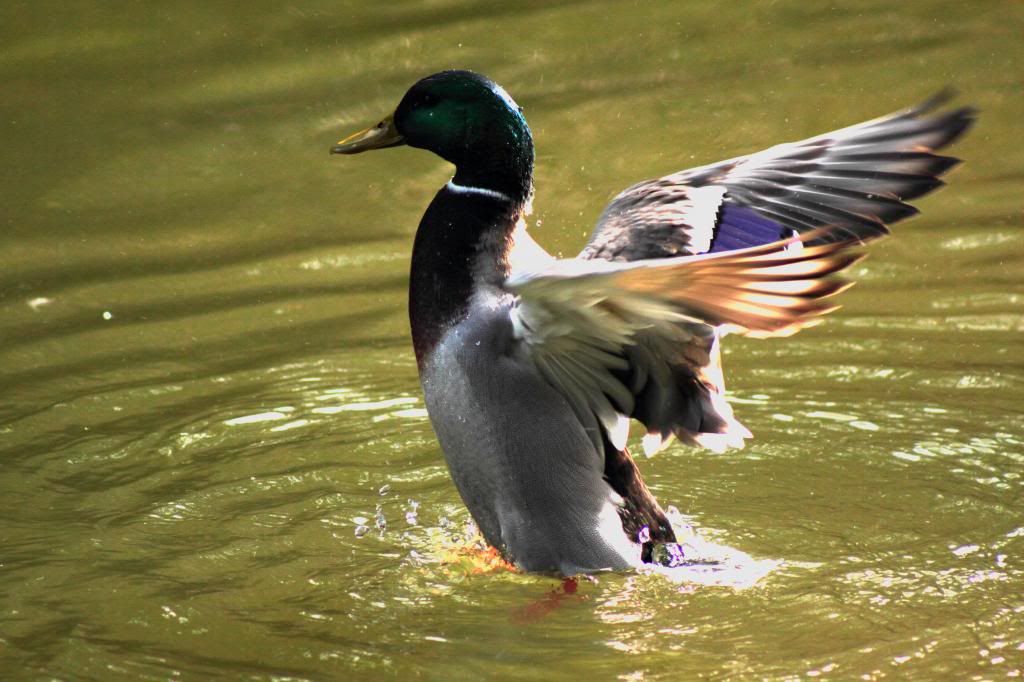 IMAGE: http://i962.photobucket.com/albums/ae110/blacko678/IMG_2043_zps39a5a0aa.jpg